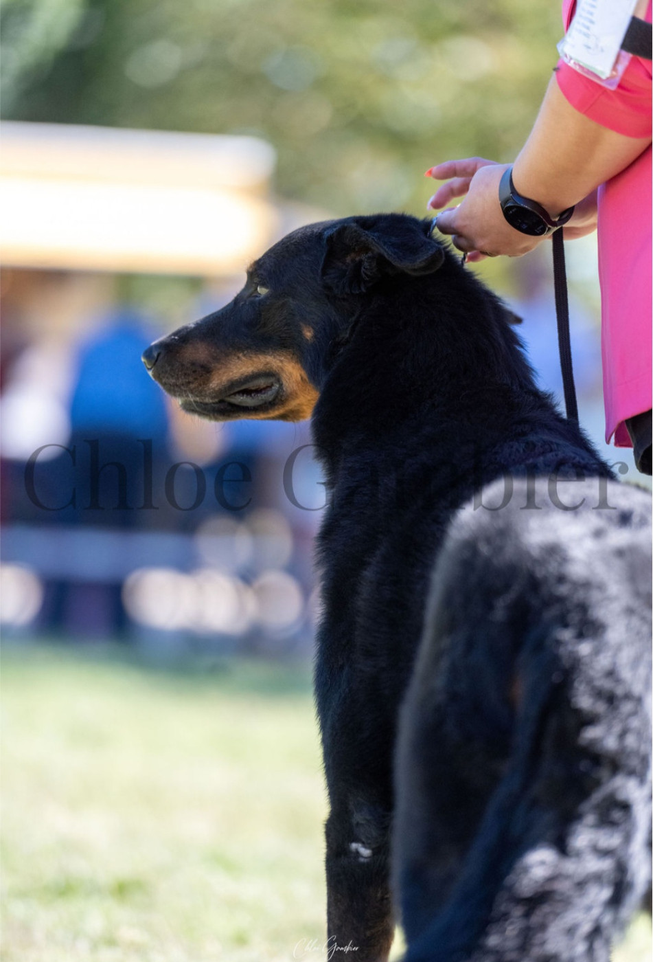 Nationale dog show pierrelatte 20/09/26