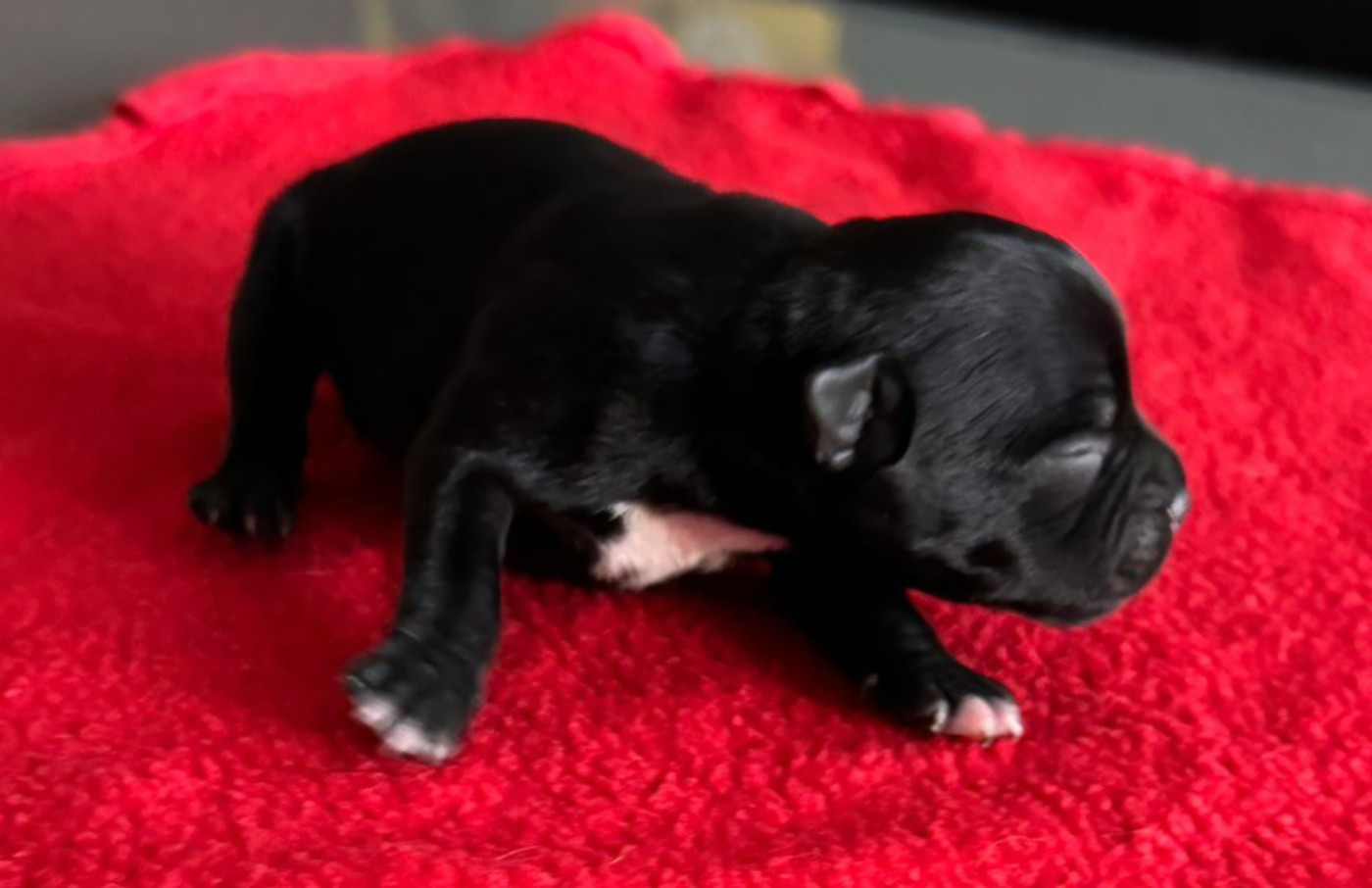 Juste Little Angels - Chiots disponibles - Staffordshire Bull Terrier