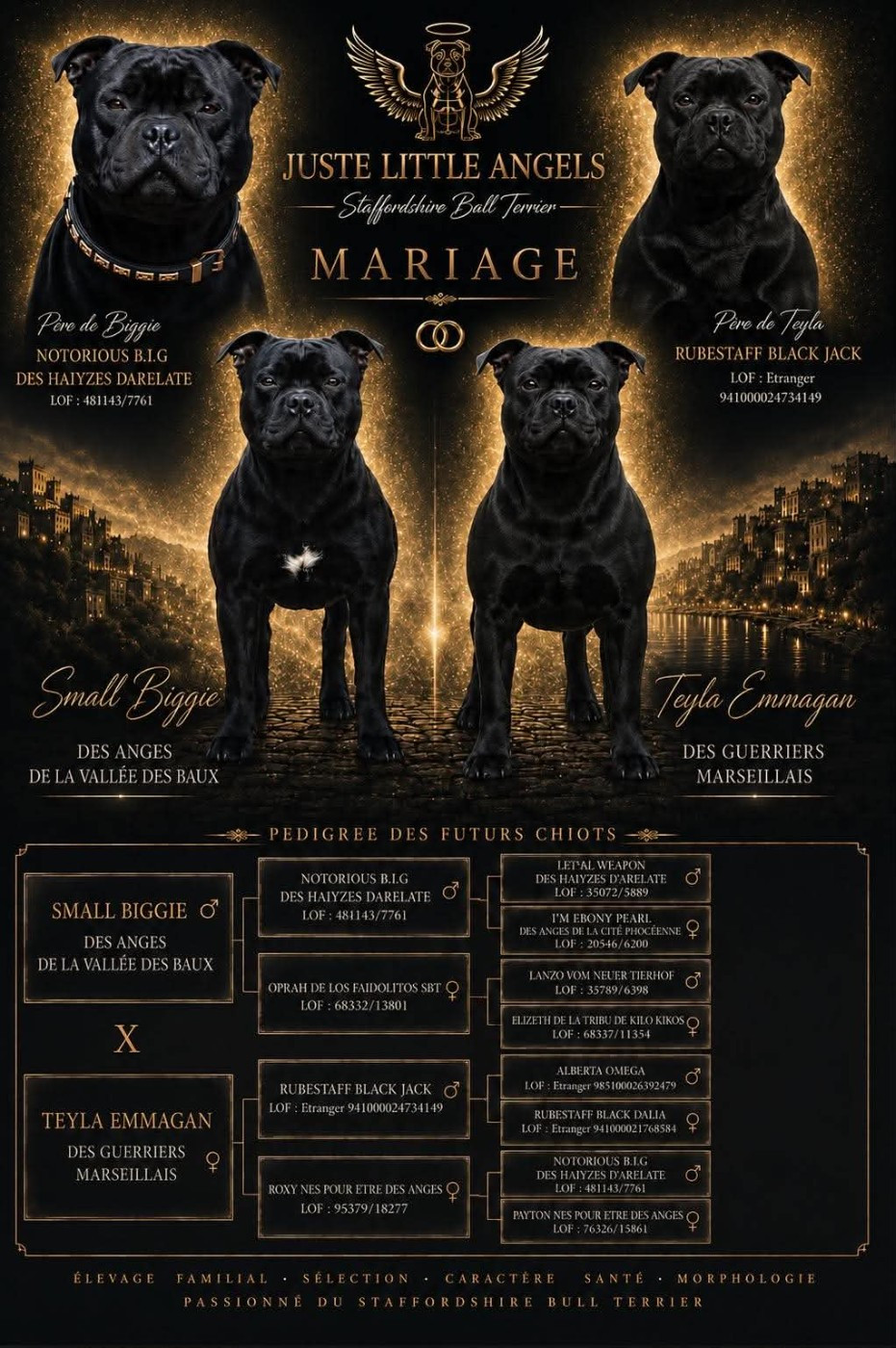 Juste Little Angels - Staffordshire Bull Terrier - Portée née le 18/06/2026