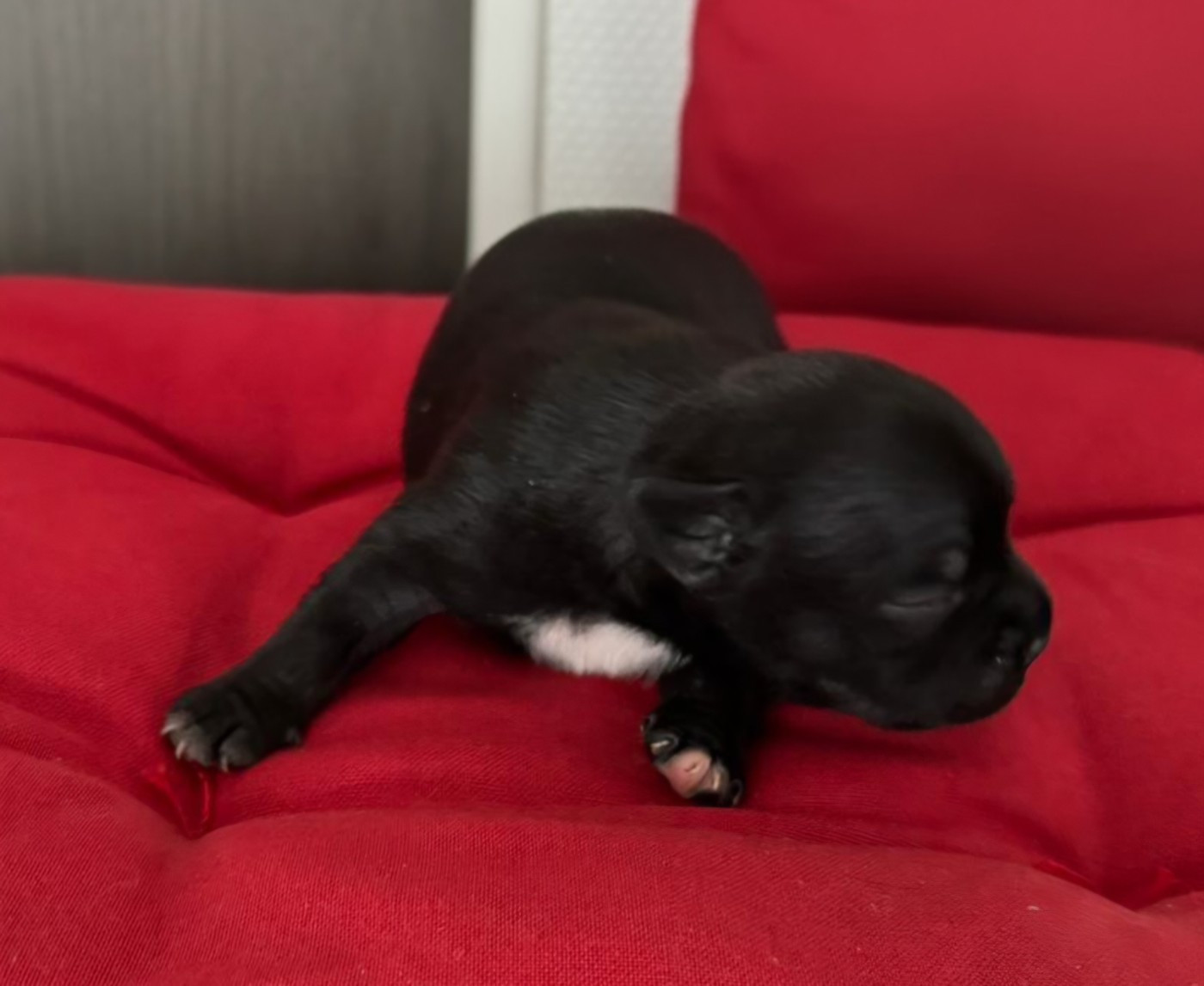 Juste Little Angels - Chiots disponibles - Staffordshire Bull Terrier