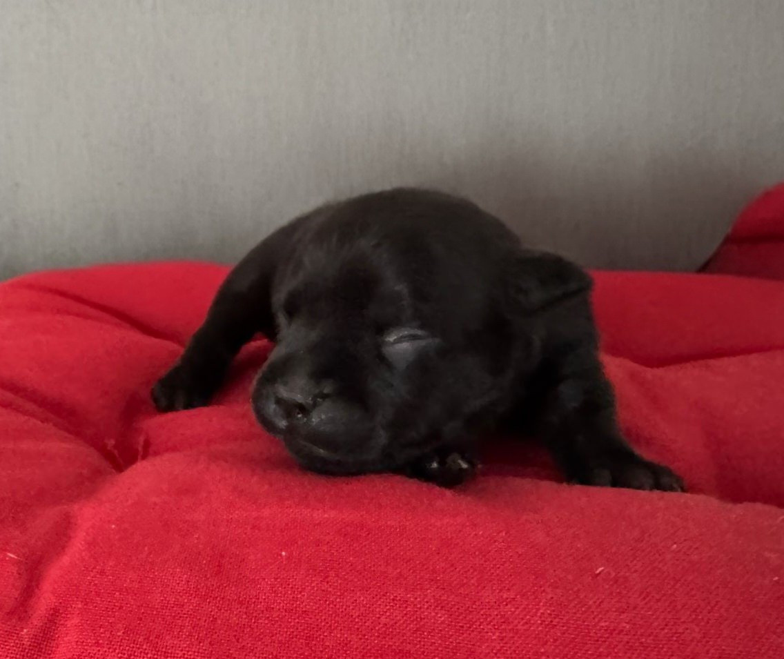 Juste Little Angels - Chiots disponibles - Staffordshire Bull Terrier